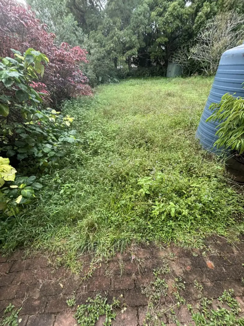 Severely overgrown back garden with long grass and weeds in Moreton Bay before a garden cleanup